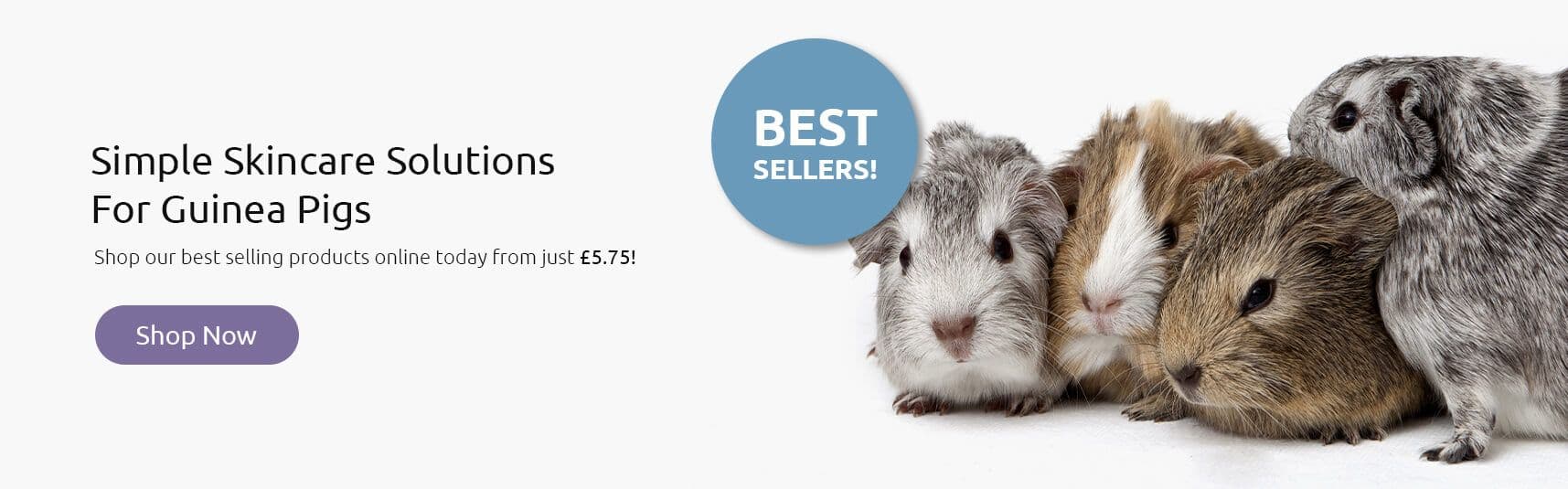 Simple Solutions For Guinea Pigs